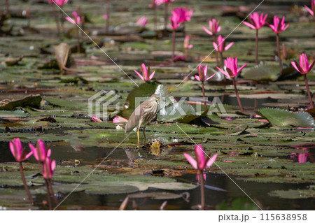 Panoramic of blooming Lotus flower 115638958