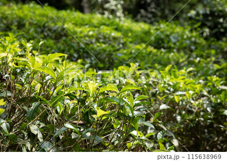 high mountain tea plantation in Sri Lanka 115638969
