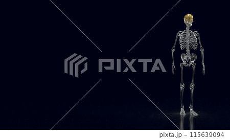 The crystal skeleton and gold brain for education or health concept 3d rendering. 115639094