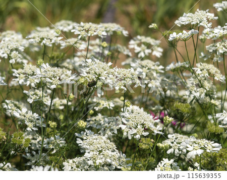 植物園に咲く白い花とハナムグリ 115639355