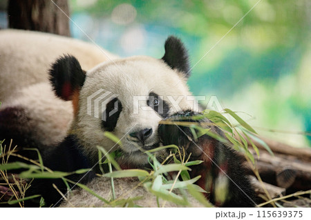 Side view of panda bear eating next to tree Side view of panda bear eating next to tree 115639375
