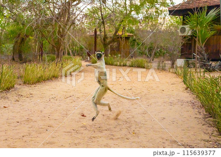 Verreaux's white sifaka with dark head Madagascar island fauna. Verreaux's white sifaka with dark head Madagascar island fauna. 115639377