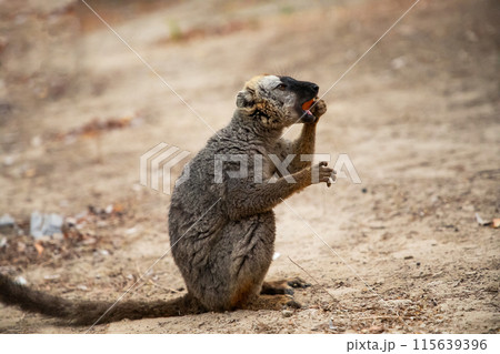 Common brown lemur Eulemur fulvus with orange eyes. Common brown lemur Eulemur fulvus with orange eyes. 115639396