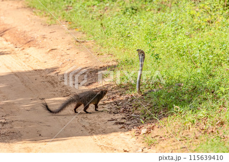 mongoose fights with an aggressive cobra in the wild 115639410