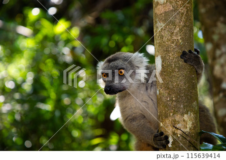 Crowned lemur Eulemur Coronatus, endemic animal Crowned lemur Eulemur Coronatus, endemic animal 115639414