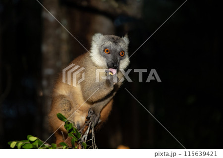 Lemur mischiefs on veranda bungalow and waits for food Lemur mischiefs on veranda bungalow and waits for food 115639421