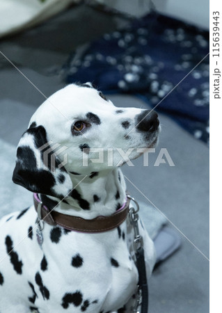 Adorable Dalmatian dog with human indoors. Lovely pet Adorable Dalmatian dog with human indoors. Lovely pet 115639443