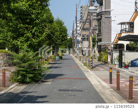 公園の並木と道路が続く街の風景 公園の並木と道路が続く街の風景 115639525