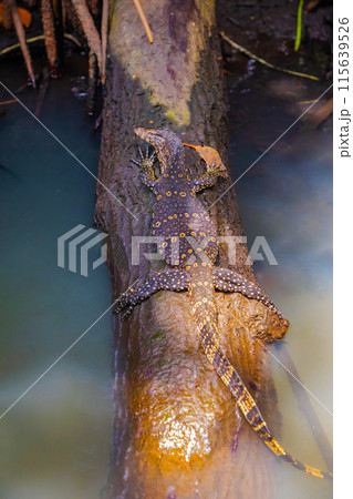 Asian water monitor(Varanus salvator) is swimming on river. Asian water monitor(Varanus salvator) is swimming on river. 115639526