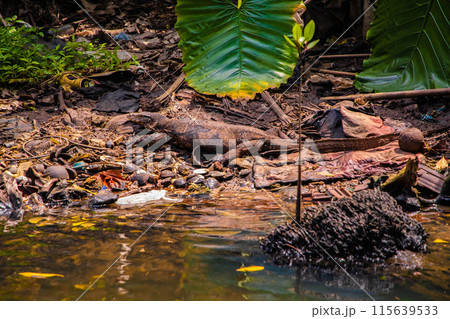 Asian water monitor(Varanus salvator) is swimming on river. Asian water monitor(Varanus salvator) is swimming on river. 115639533