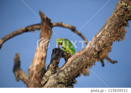Rose-Ringed Parakeet in tree. (Psittacula Krameri) Rose-Ringed Parakeet in tree. (Psittacula Krameri) 115639552