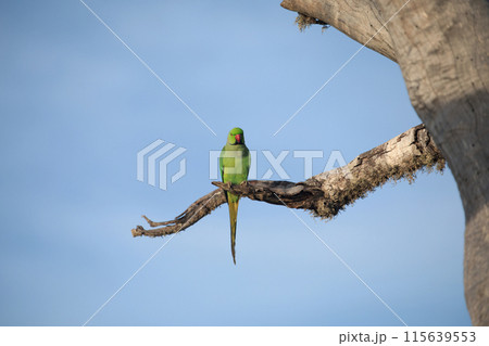 Rose-Ringed Parakeet in tree. (Psittacula Krameri) 115639553