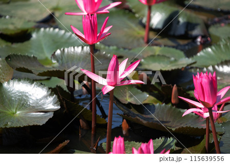 Panoramic of blooming Lotus flower Panoramic of blooming Lotus flower 115639556