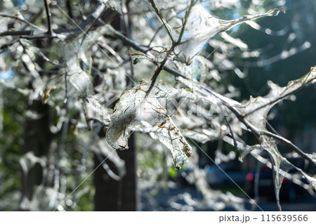 A tree shrouded in cobwebs due to infestation with ermine bird cherry moth larvae 115639566