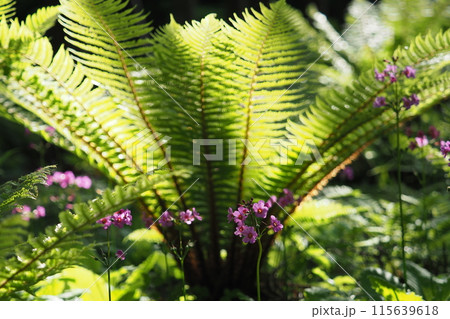 シダの葉とクリンソウ シダの葉とクリンソウ 115639618
