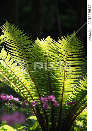 シダの葉とクリンソウ シダの葉とクリンソウ 115639619