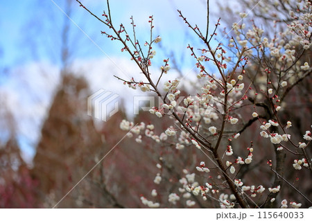 白梅の花　白梅八重 115640033