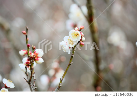 白梅の花　芝梅 115640036