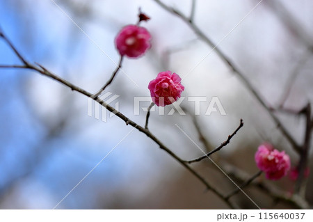 梅の花　紅梅八重 115640037