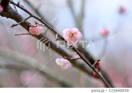 ピンクの梅の花　萩野 115640039