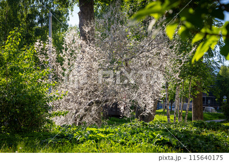 A ghost tree shrouded in cobwebs due to infestation with ermine bird cherry moth larvae 115640175