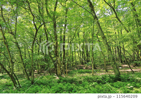 国営アルプスあづみの公園 大町・松川地区の森 国営アルプスあづみの公園 大町・松川地区の森 115640209