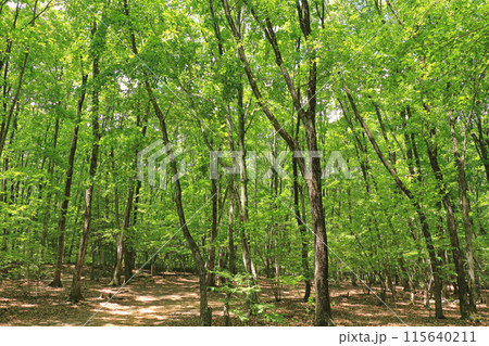 国営アルプスあづみの公園 大町・松川地区の森 115640211