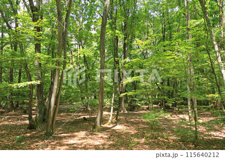 国営アルプスあづみの公園 大町・松川地区の森 115640212