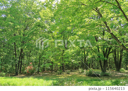 国営アルプスあづみの公園 大町・松川地区の森 115640213