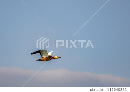 Beautiful wild duck in flight with outstretched wings in the sky. 115640233