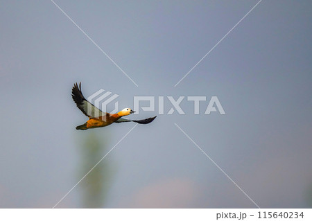 Beautiful wild duck in flight with outstretched wings in the sky. Beautiful wild duck in flight with outstretched wings in the sky. 115640234