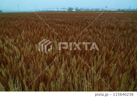 収穫前色づいたムギ畑 115640236