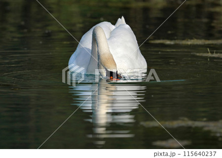 A white swan has lowered its head into the water and is looking for food in the lake. 115640237
