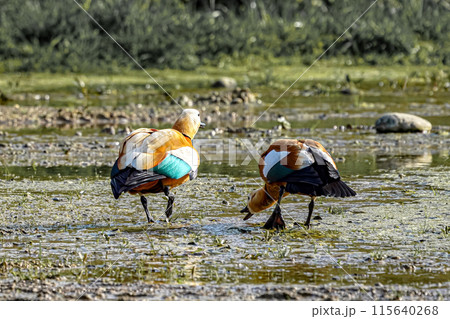 Two wild ducks walk through a swampy area and look for food and sustenance. 115640268