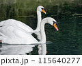 Two white swans swim on the lake. 115640277