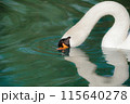 A white swan has lowered its head into the water and is looking for food in the lake. 115640278