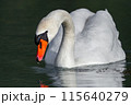 A white swan has lowered its head into the water and is looking for food in the lake. 115640279