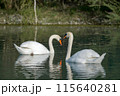 Two white swans swim on the lake. 115640281