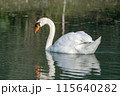 A beautiful white swan swims on the lake and looks around. 115640282