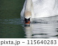 A white swan has lowered its head into the water and is looking for food in the lake. 115640283