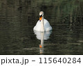 A beautiful white swan swims on the lake and looks around. 115640284