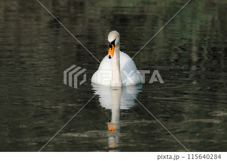A beautiful white swan swims on the lake and looks around. 115640284