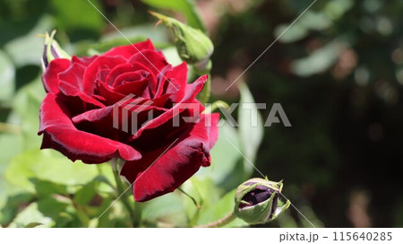 真っ赤なバラ「黒真珠」のアップ 115640285