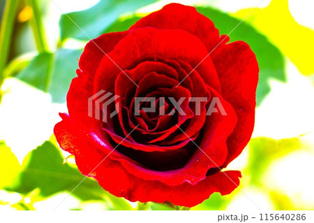 真っ赤なバラ「黒真珠」のアップ 115640286