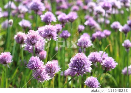 紫色の花チャイブの群生 115640288
