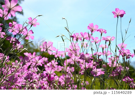 青空とギセンノウ（ムギナデシコ）の花 115640289