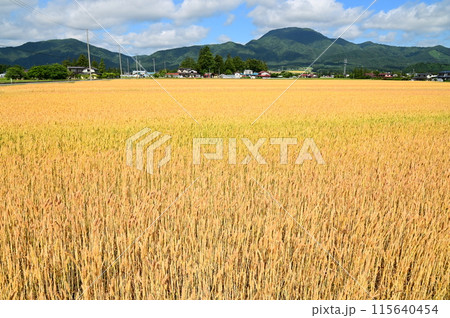 小麦畑（ゆきちから） 115640454