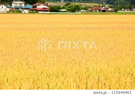 小麦畑（ゆきちから） 115640461