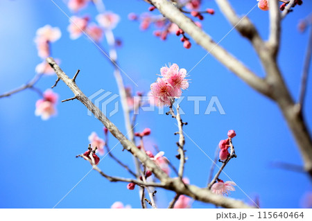 ピンクの梅の花 萩野 ピンクの梅の花 萩野 115640464