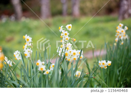 スイセンの花 日本水仙 スイセンの花 日本水仙 115640468